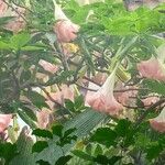 Brugmansia versicolor Virág