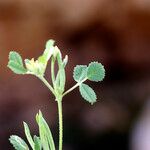 Medicago polyceratia Annet