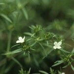 Polypremum procumbens Celota