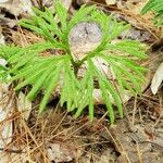 Lycopodium digitatum Lehti