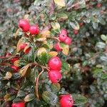 Cotoneaster dammeri果實