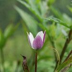 Anemonastrum elongatum Habitat