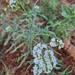 Heliotropium longiflorum फूल