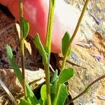 Arabis caerulea Schors