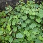 Tropaeolum tuberosum Blad