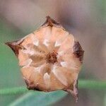 Linum bienne Fruit