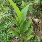 Curcuma zedoaria Folha