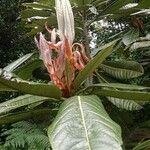 Rhododendron sinogrande Blad