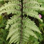 Athyrium niponicum Folha