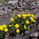 Doronicum grandiflorum Bloem