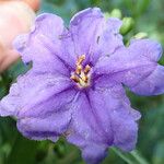 Solanum nudum Flower