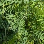 Vicia tenuifolia برگ