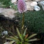 Helonias bullata Λουλούδι