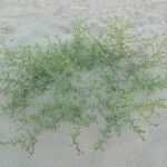 Salsola kali موطن