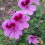 Pelargonium graveolensBlomma