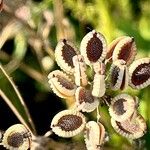 Tordylium apulum Fruit