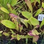 Utricularia longifolia Hoja