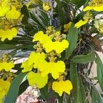 Gomesa bifolia Flor