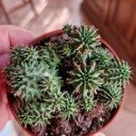 Euphorbia susannae Feuille