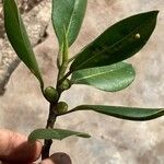 Ficus grevei Fruit