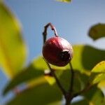 Syzygium cymosum Fruit