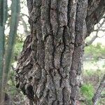 Gymnosporia buxifolia Bark