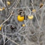 Solanum elaeagnifolium Frucht