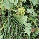 Xanthium orientale Fruto