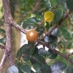 Azara microphylla Плод