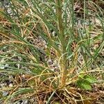 Asphodeline lutea برگ