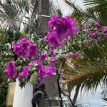 Bougainvillea glabraBlomst