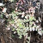 Lysimachia tenella Hoja