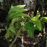 Xylocarpus rumphii Hábito