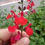 Salvia microphylla花