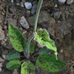 Hieracium maculatum Fuelha