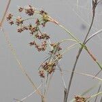 Cladium mariscus Fruit