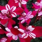 Cyclamen repandum Flor