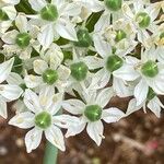Allium nigrum Lorea