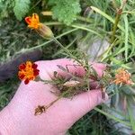 Tagetes tenuifolia Цветок