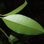 Calophyllum brasiliense Feuille