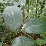 Piper aequale Leaf