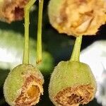 Tilia platyphyllos Fruit