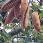 Brachychiton discolor Fruto