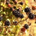 Rubus ulmifoliusFruto