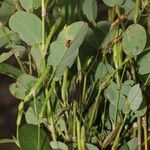 Calopogonium mucunoides Fruit