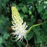 Phyteuma spicatum Květ