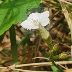 Convolvulus farinosus 其他