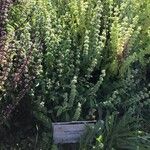 Ocimum americanum Лист