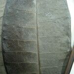 Himatanthus bracteatus Other