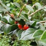 Cotoneaster simonsii Fruit